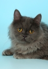 Picture of blue non pedigree cat, longhaired