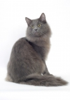 Picture of Blue Norwegian Forest cat, back view