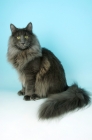 Picture of blue norwegian forest cat on blue background