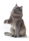 Picture of Blue Norwegian Forest cat, one leg up