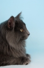 Picture of blue norwegian forest cat side view
