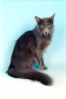 Picture of blue Oriental Longhair cat on blue background, (aka Javanese or Angora)