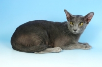 Picture of blue oriental shorthair cat lying down