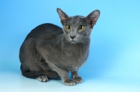 Picture of blue oriental shorthair cat on blue background