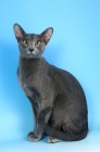 Picture of blue oriental shorthair cat sitting down