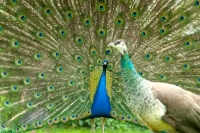 Picture of blue peacock displaying plumage for a female