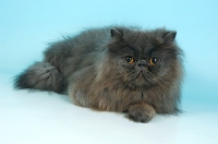 Picture of blue persian cat lying down on blue background