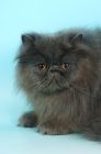 Picture of blue persian cat lying down, portrait