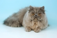 Picture of blue persian cat lying down
