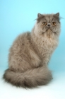 Picture of blue persian cat sitting down