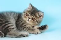 Picture of blue persian kitten