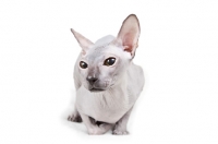 Picture of blue Peterbald cat crouching