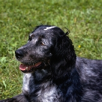 Picture of blue picardy spaniel head portrait