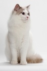Picture of Blue Point Bi-Color male Ragdoll cat, sitting down