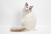 Picture of Blue Point Bi-Color male Ragdoll cat, back view
