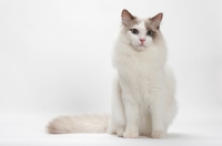 Picture of Blue Point Bi-Color male Ragdoll cat, sitting down