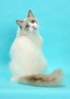 Picture of Blue Point Bi-Color Ragdoll cat
