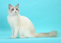 Picture of Blue Point Bi-Color Ragdoll cat, sitting on blue background