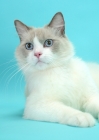 Picture of Blue Point Bi-Color Ragdoll cat