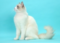 Picture of Blue Point Bi-Color Ragdoll cat, side view