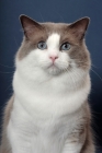 Picture of Blue Point Bi-Color Ragdoll head study