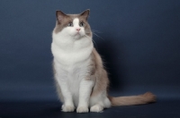 Picture of Blue Point Bi-Color Ragdoll sitting on blue background