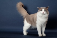 Picture of Blue Point Bi-Color Ragdoll