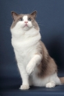 Picture of Blue Point Bi-Color Ragdoll