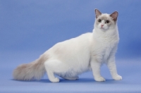 Picture of Blue Point Bi-Color Ragdoll