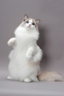 Picture of blue point bi-colour Ragdoll cat,  standing on hind legs