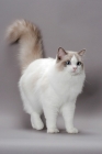Picture of blue point bi-colour Ragdoll cat standing on grey background