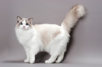 Picture of blue point bi-colour Ragdoll cat, side view on grey background