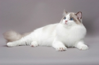 Picture of blue point bi-colour Ragdoll cat lying on grey background