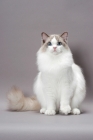 Picture of Blue Point Bi-Colour Ragdoll on grey background