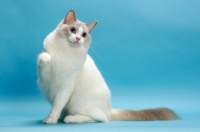 Picture of Blue Point Bi-Colour Ragdoll, one leg up