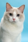 Picture of Blue Point Bi-Colour Ragdoll, portrait