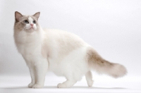 Picture of Blue Point Bi-Colour Ragdoll standing