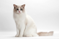 Picture of Blue Point Bi-Colour Ragdoll sitting