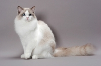 Picture of Blue Point Bi-Colour Ragdoll sitting on grey background,