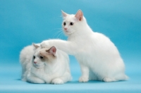 Picture of Blue Point Bi-Colour Ragdoll with younger ragdoll