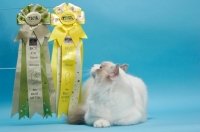 Picture of Blue Point Bi-Colour Ragdoll with awards