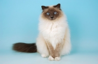 Picture of blue point birman cat front view