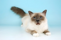 Picture of blue point birman cat growling