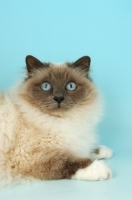 Picture of blue point Birman cat in studio