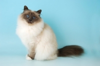 Picture of blue point Birman cat in studio