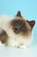 Picture of blue point Birman cat in studio looking up
