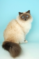 Picture of blue point Birman cat in studio, sitting down