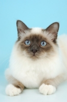 Picture of blue point Birman cat in studio