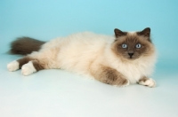 Picture of blue point Birman cat in studio