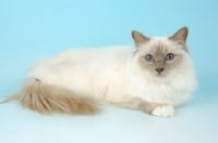 Picture of blue point Birman cat lying down in studio